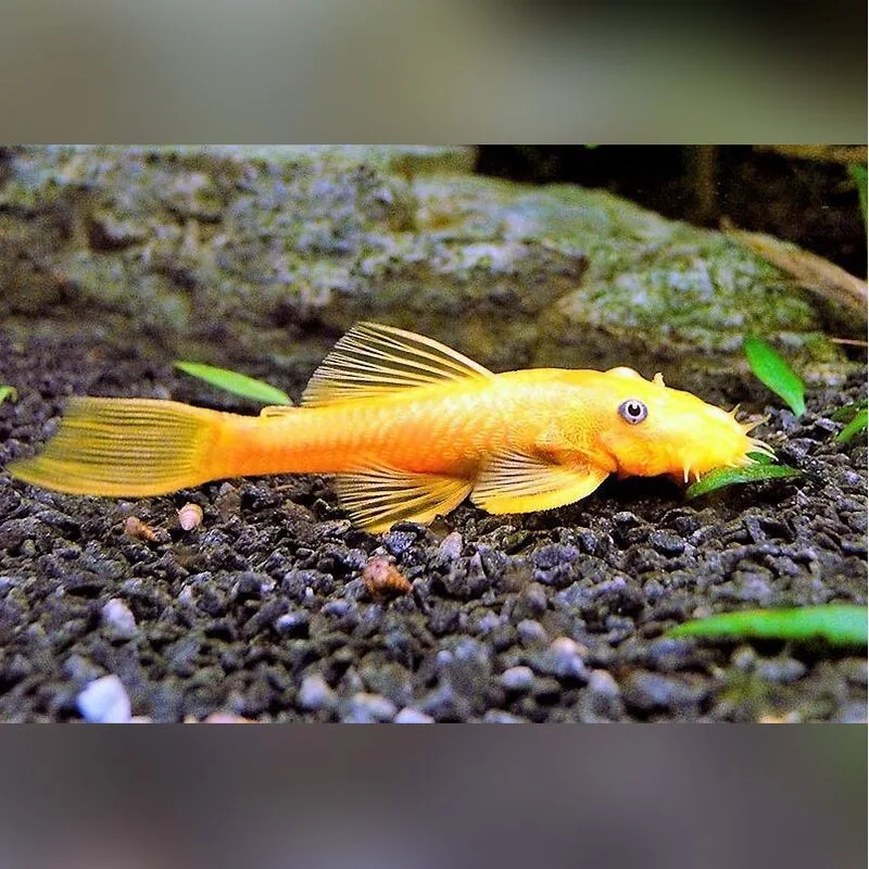 сом аквариумный: Анциструс