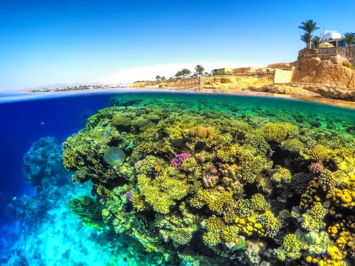 Red Sea Dive Sites - Sharm El Sheikh Diving Spot - Aqua Sharm Diving College