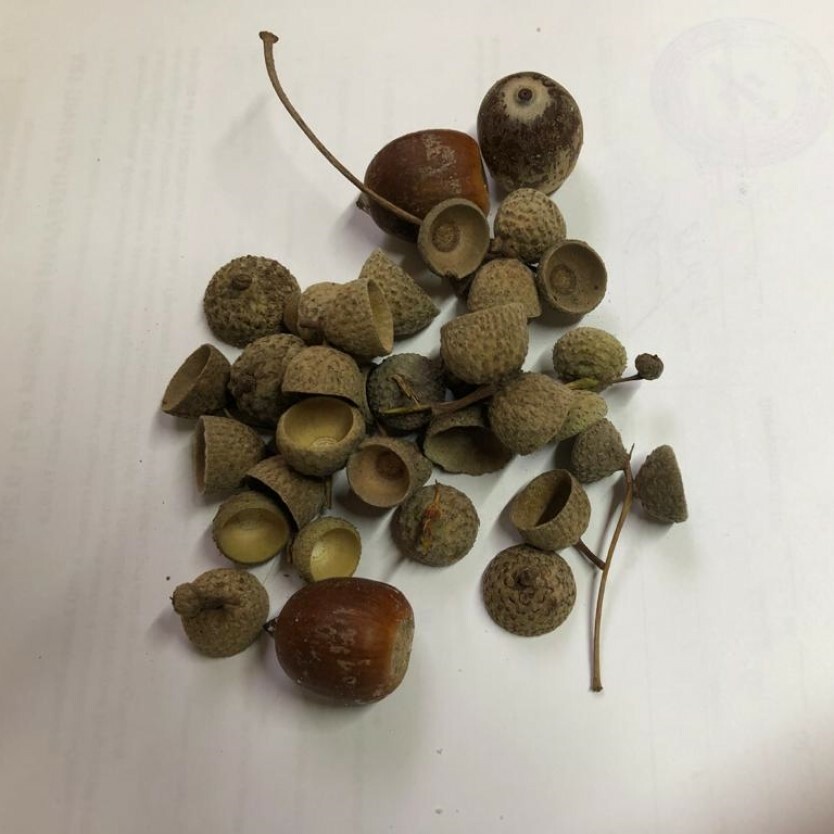 Seeds of Natural oak acorn caps for crafts