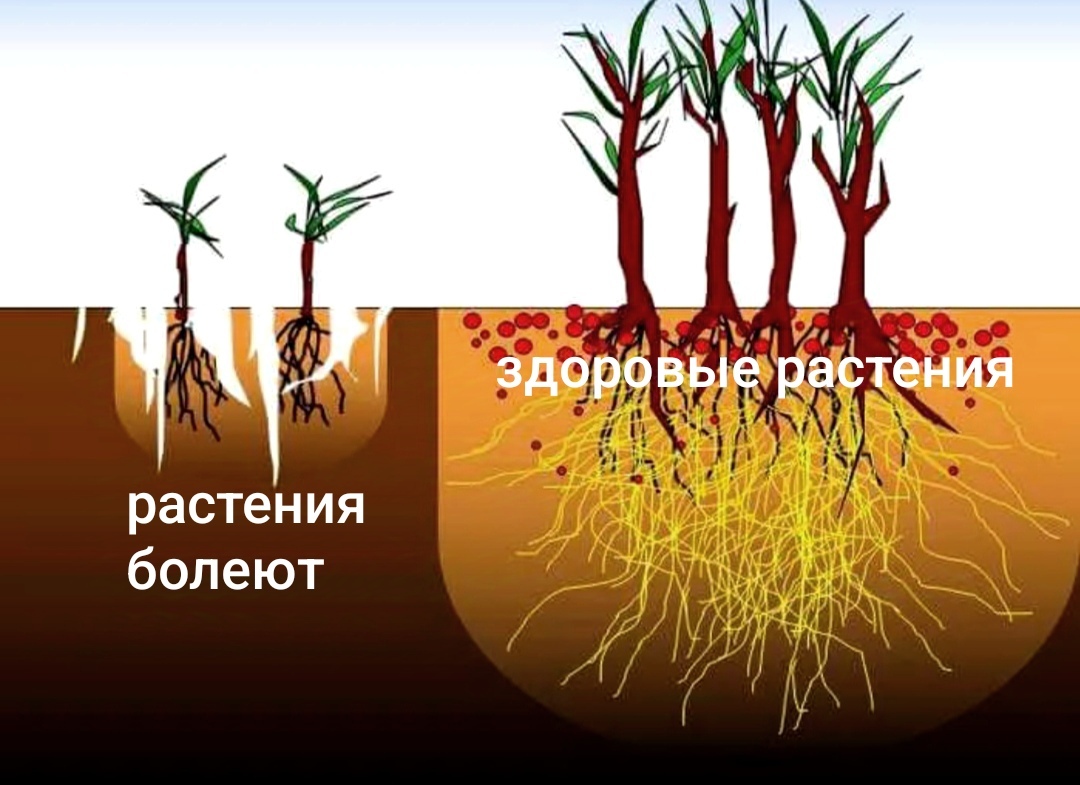 Почвенная среда 