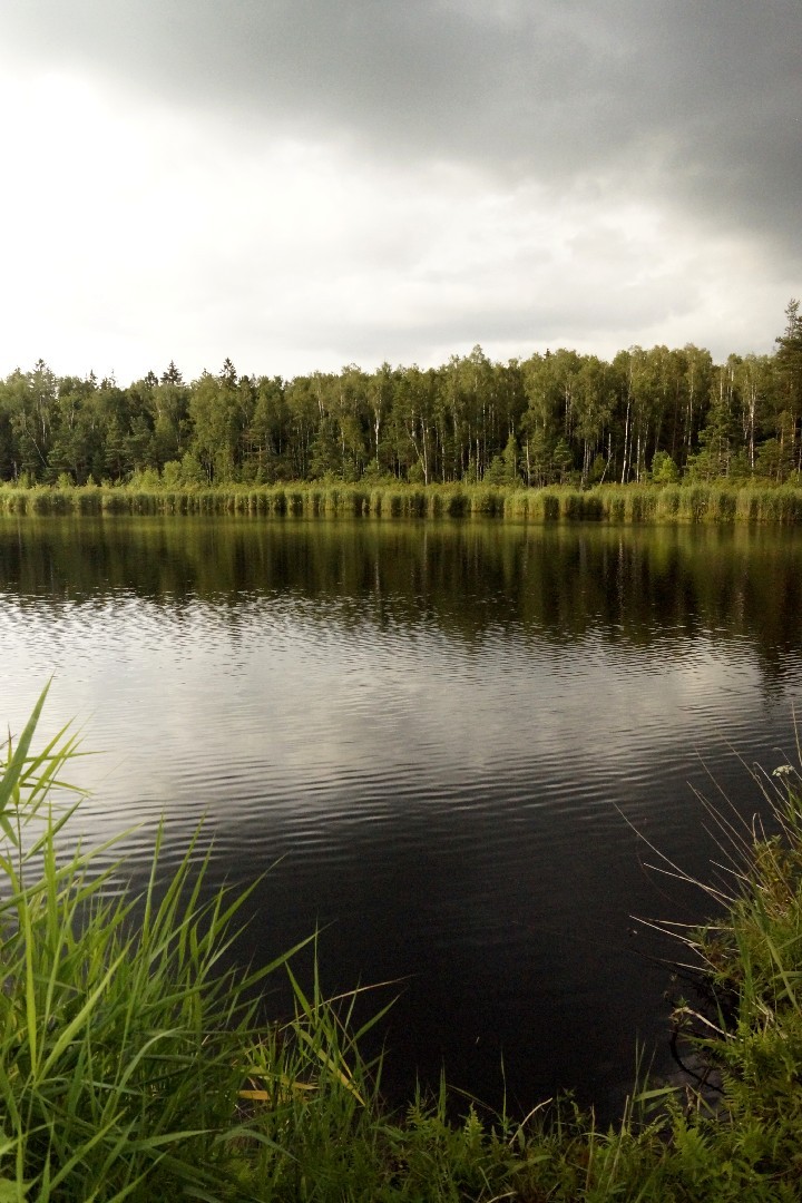 Озеро в сосновом лесу. Озеро малое стречное смоленская область. Водный объект в лесу. Водный объект в лесу. Оленье озеро одинцово.
