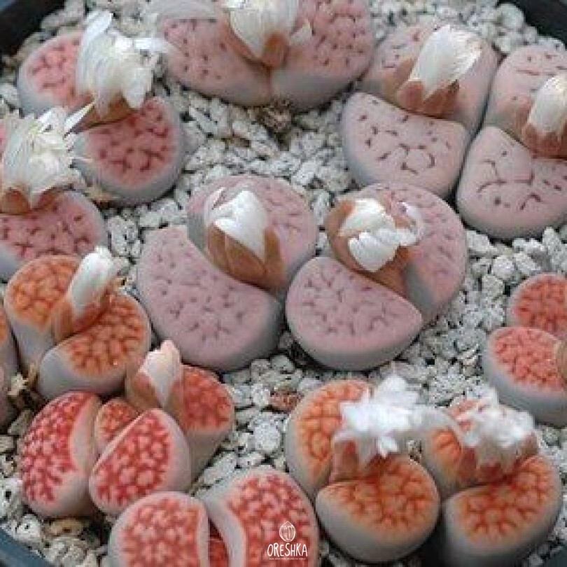 Seeds of Succulent Lithops karasmontana v. mickbergensis C 168 (Lithops karasmontana v. mickbergensis C 168) — 10 pcs