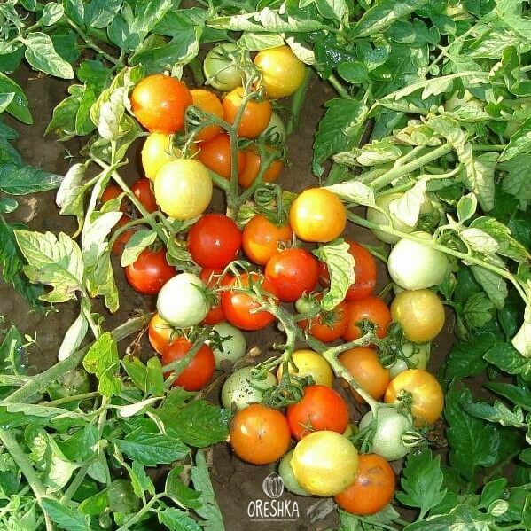 Seeds of Room gnome tomato (solanum lycopersicum) — 10 pcs