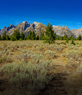 Патагонская степь