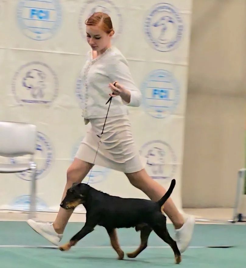 Акбеон Чародей. Большое спасибо нашим хендлерам-профессианалам Ирине Найденовой (Шоу-дог) за подготовку собак, Валерии Вознесенской за грамотный показ!