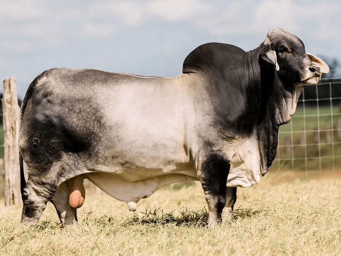 породы мясных коров, купить счетчик молока см16