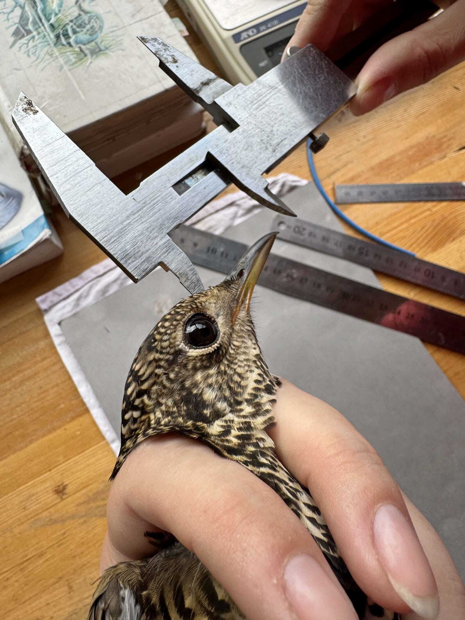 Станция кольцевания 