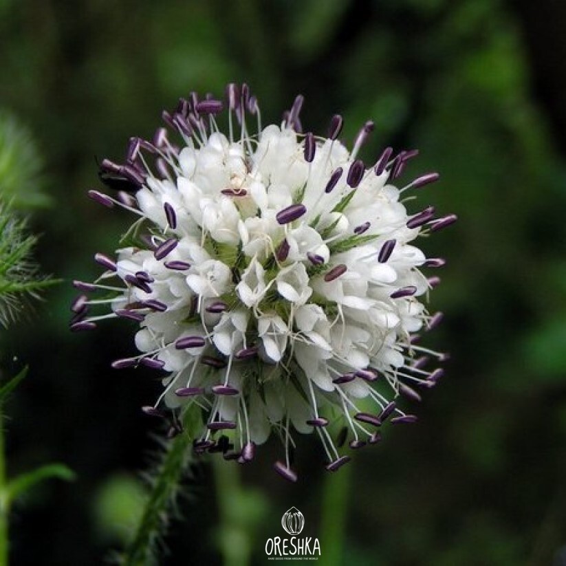 Seeds of small teasel (Dipsacus pilosus) — 30 pcs