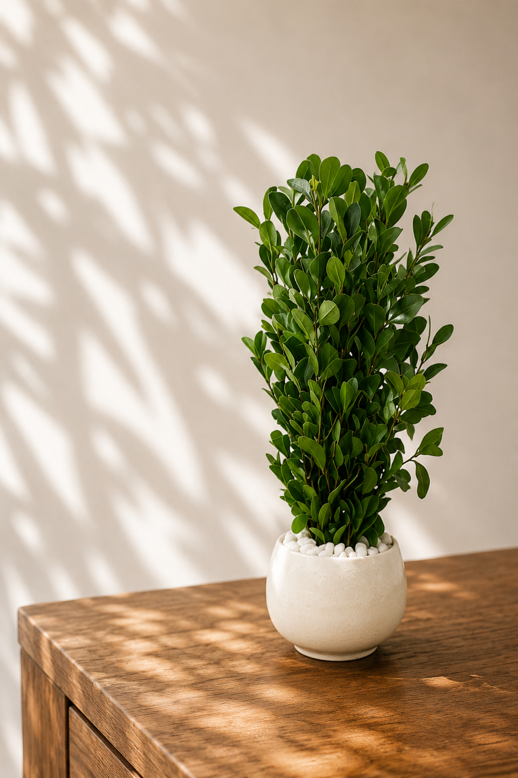 Buxus sp.