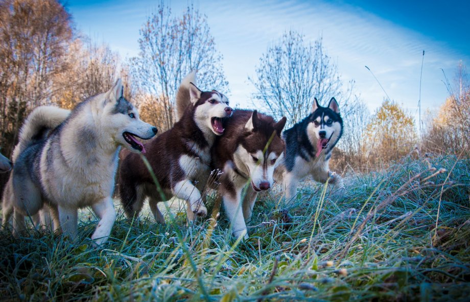 Siberian Husky, Chukcha, Husky, Icee, Sibe