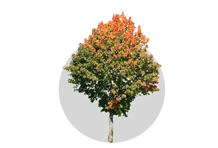 Лиственные деревья