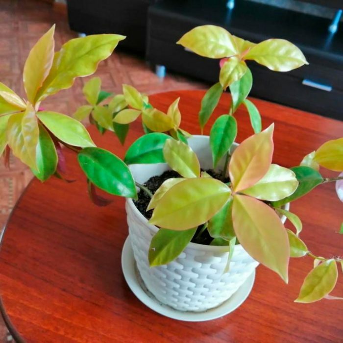 Листовой кактус переския – уход в домашних условиях