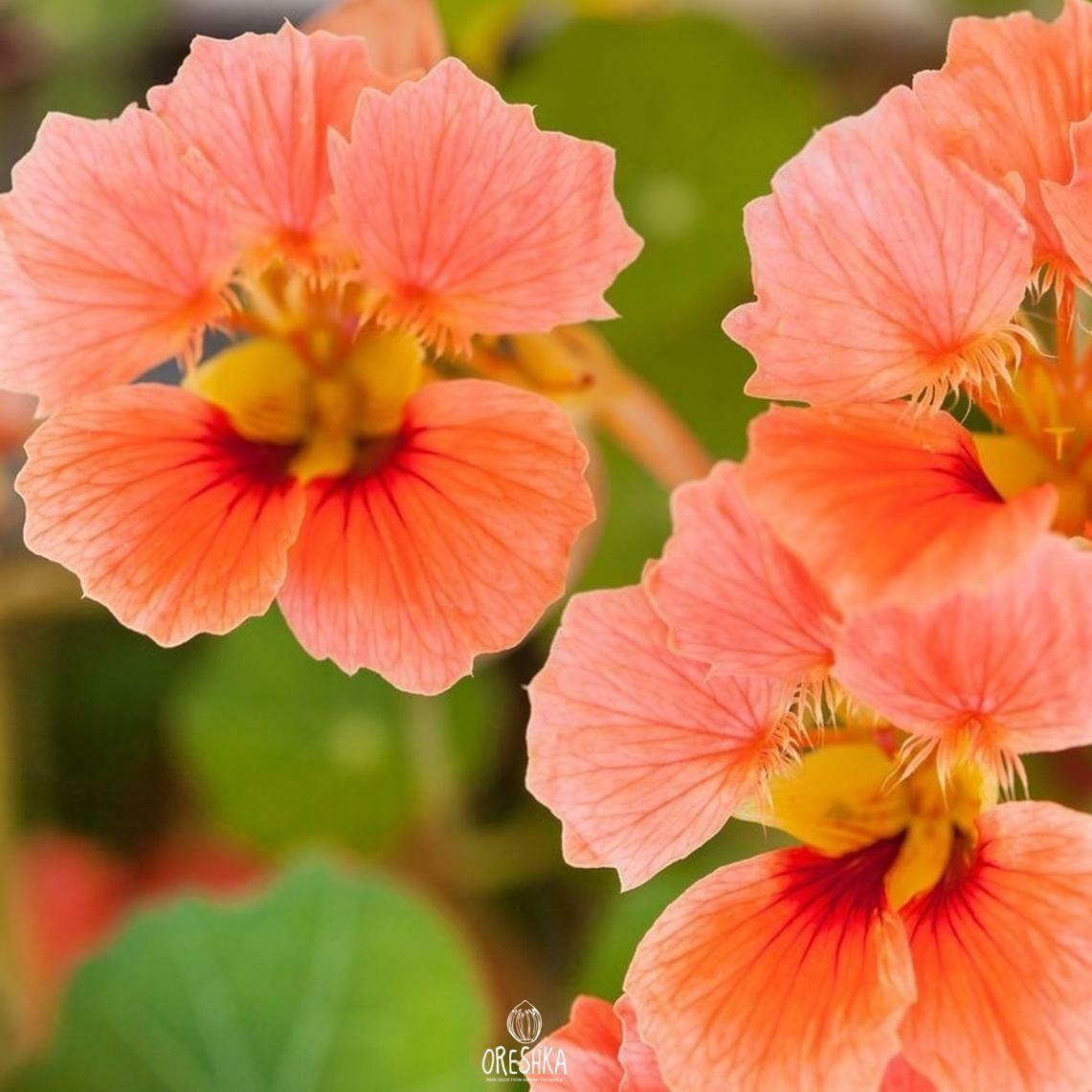 Seeds of Nasturtium Vesuvius (Tropaeolum) — 10 pcs