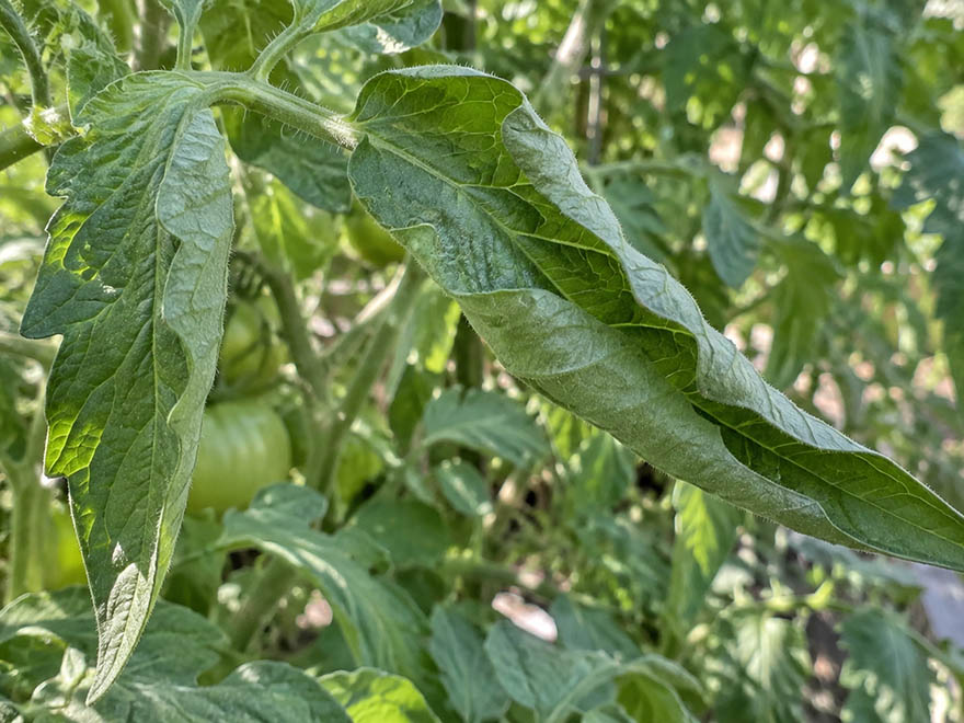 Close-up of a tomato leaf curling upward from heat stress
