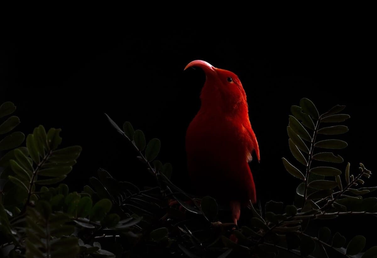 Победитель в категории «12-14 лет» © Harry Sedin