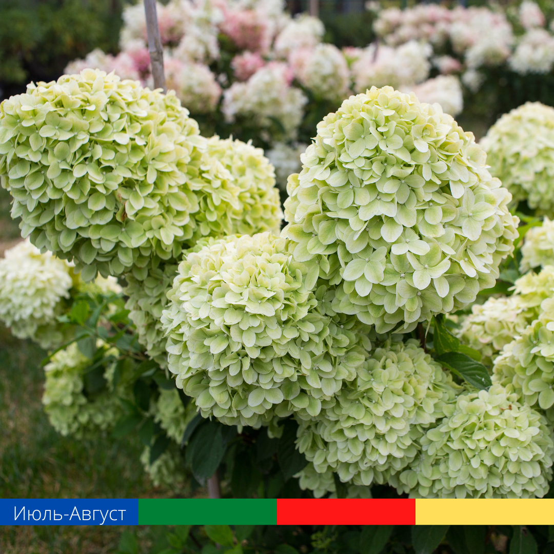 Гортензия метельчатая Limelight