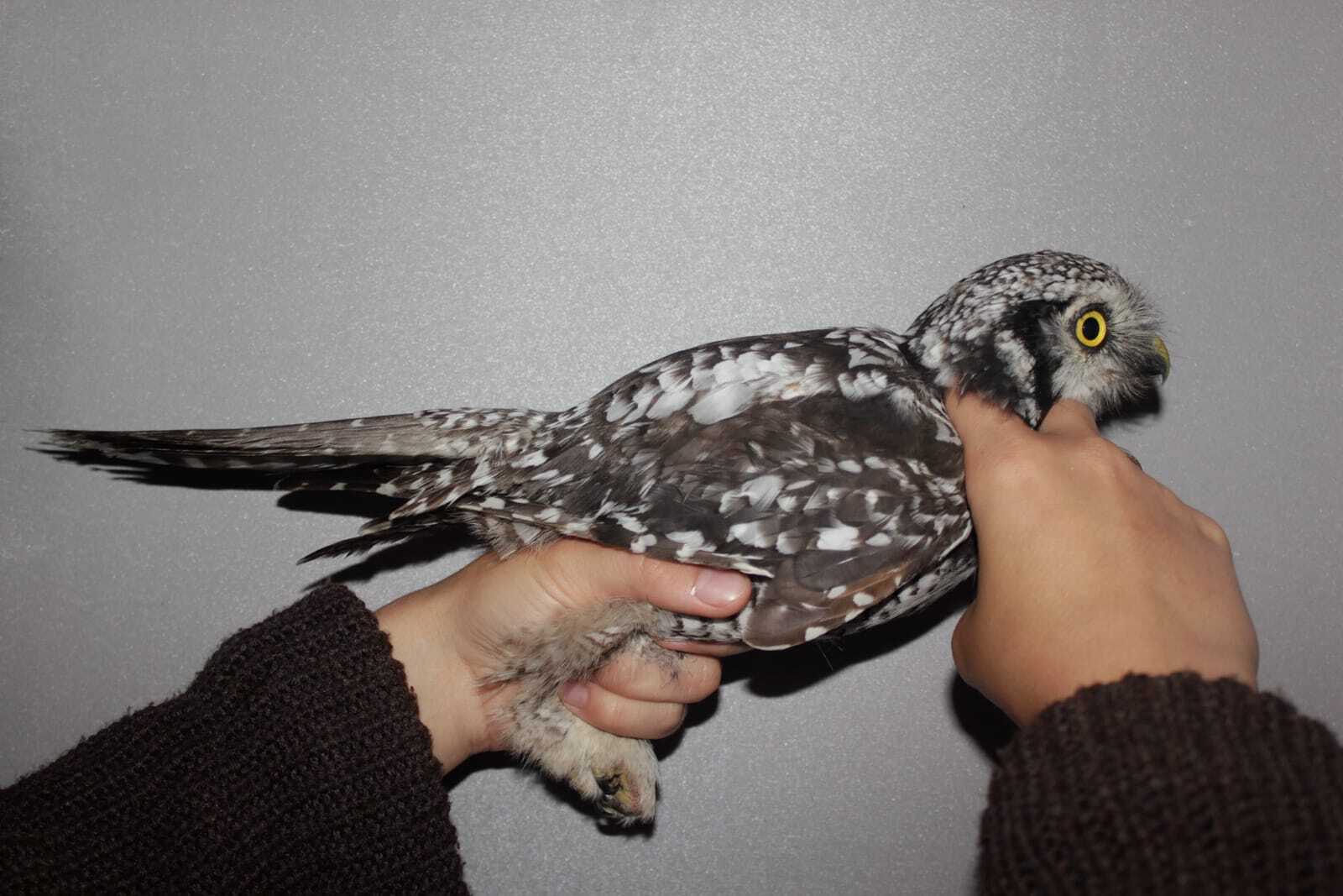 Ястребиная сова в Байкальском заповеднике