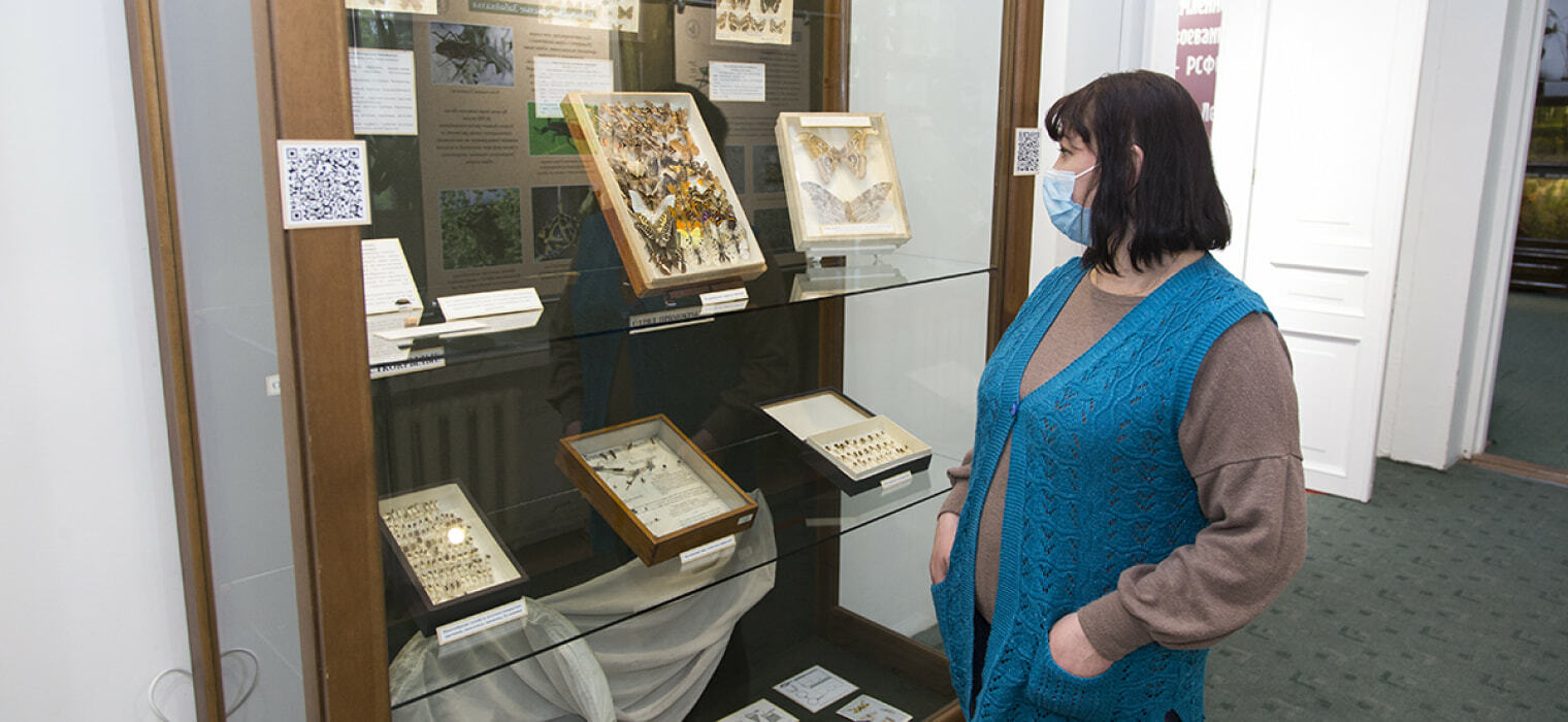 Посетитель рассматривает коллекцию бабочек