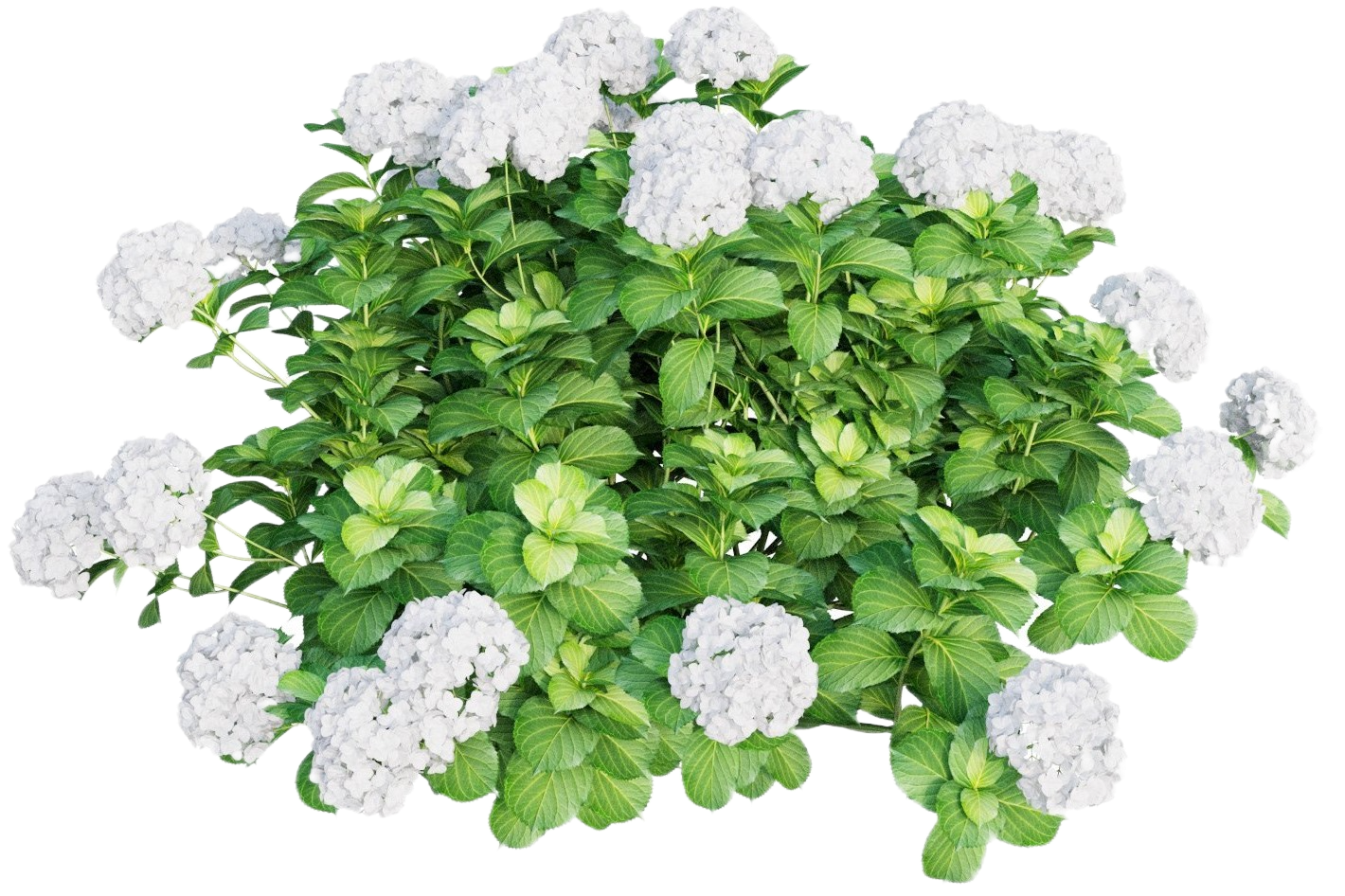 Метельчатые гортензии купить в Челябинске по хорошей цене