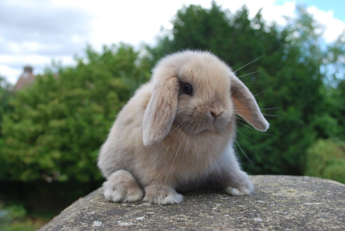 Семечки для кроликов: полезны ли семена подсолнуха и тыквы в рационе животного