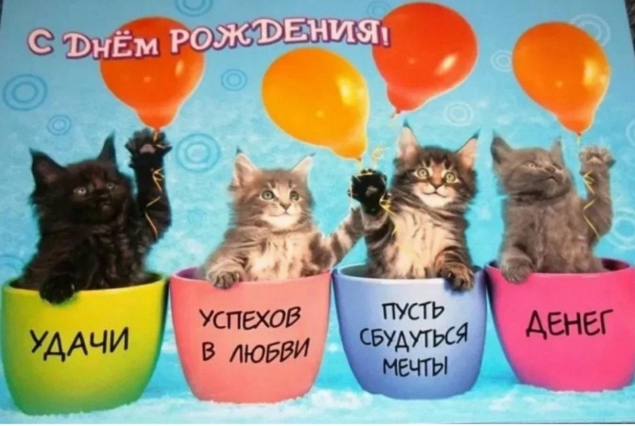 коты в день рождения