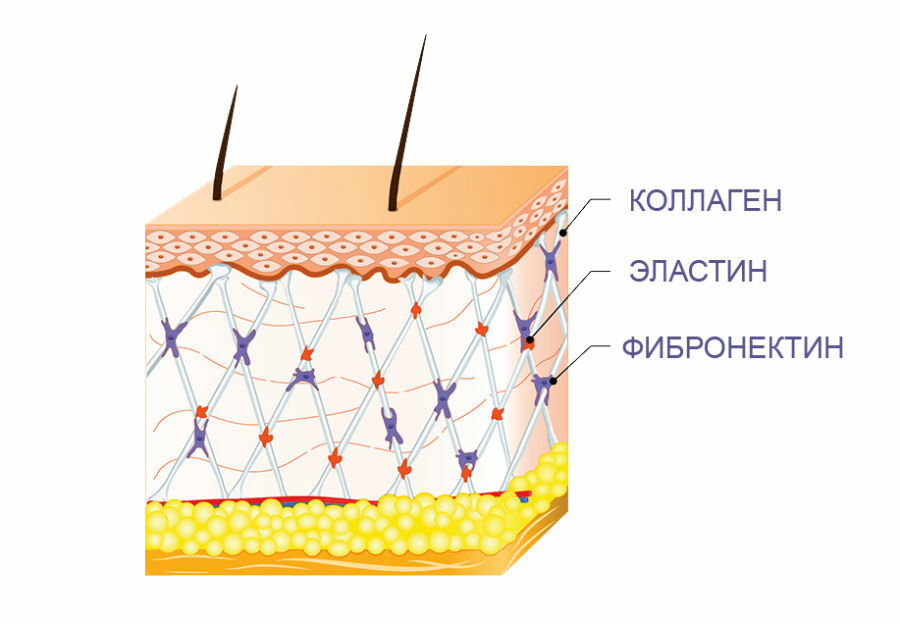 Коллагеновые волокна картинка