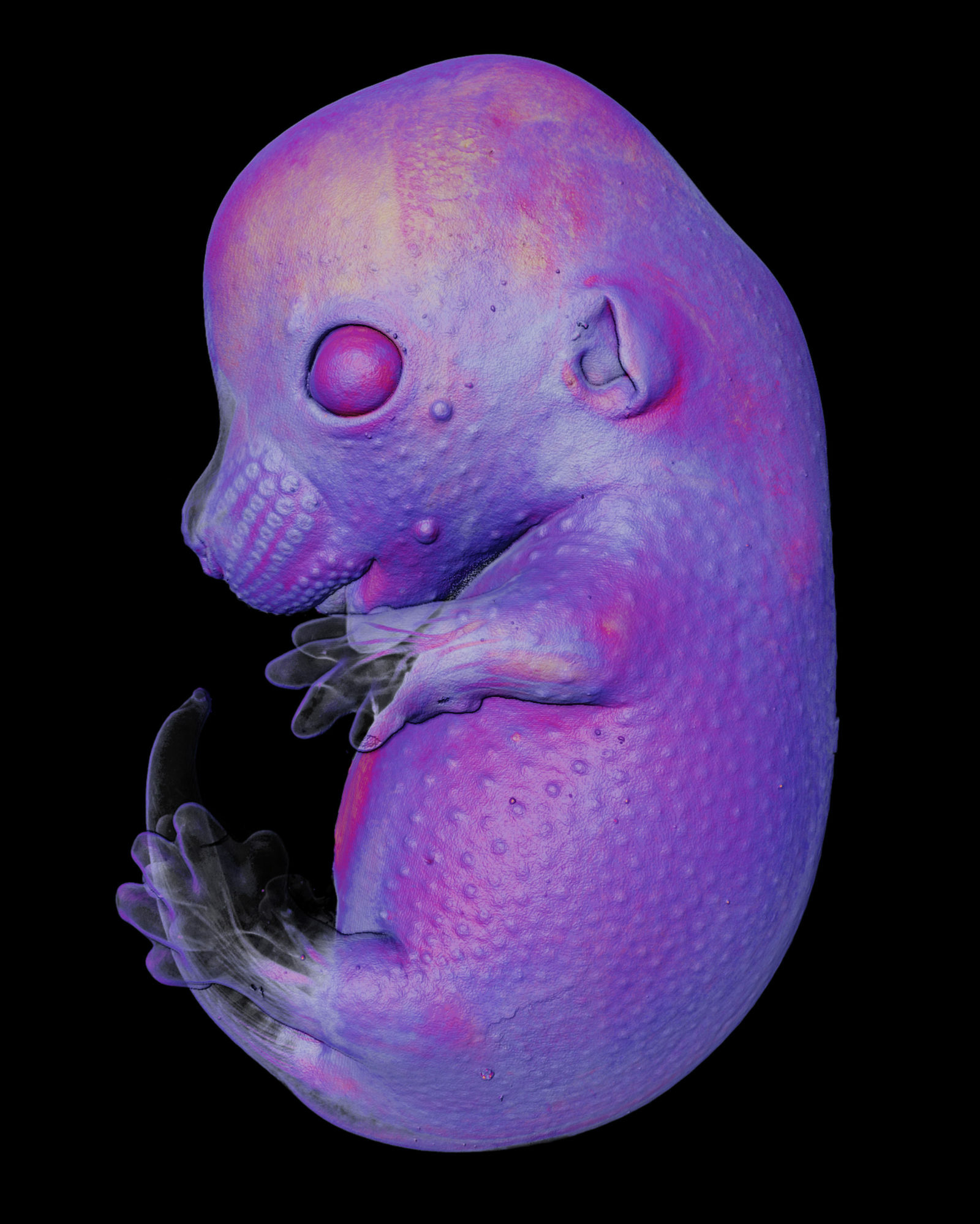 Седьмое место. Эмбрион мыши. Григорий Тимин и Мишель Милинкович (Швейцария) / Nikon Small World