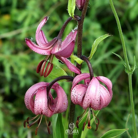 How to Grow Wild Lily Martagon from Seed