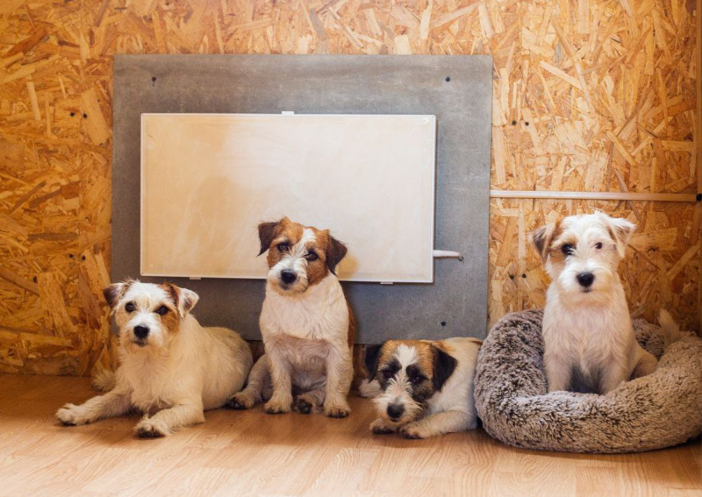 15 лучших зоогостиниц Санкт-Петербурга: передержка на время отпуска 31 Зоогостиница Пушистый друг — загородный дом для собак в СПб