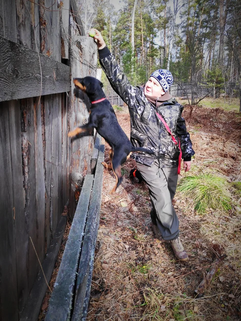 Собака возбудившись на аппортировку пытается ее достать.