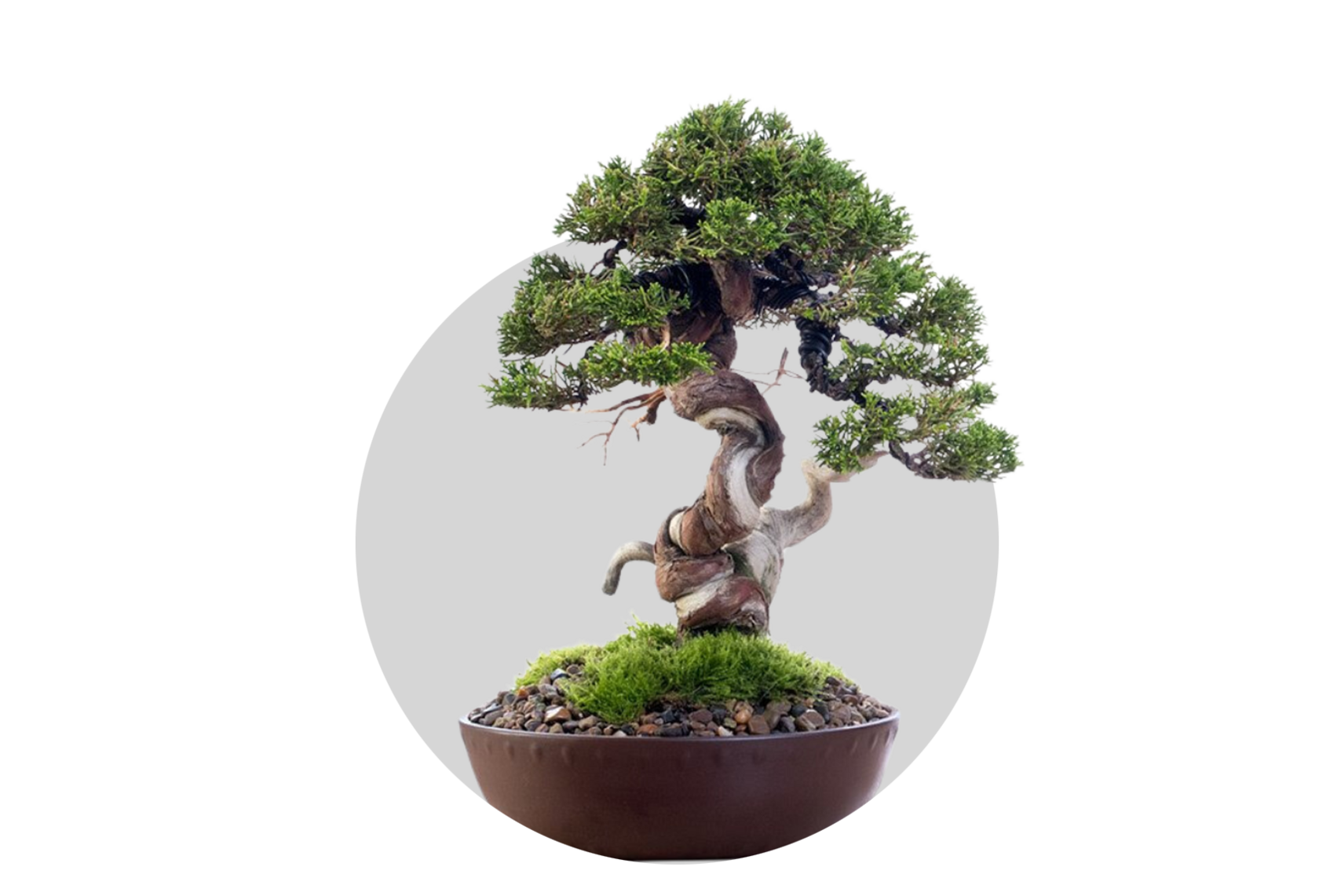 Бонсаи и ниваки