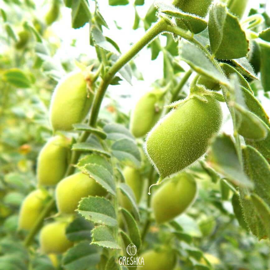 Seeds of chickpeas (Cicer arietinum) — 25 pcs