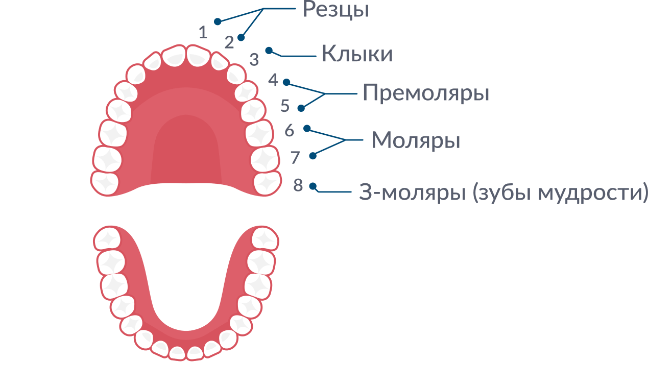 Большие резцы зубы. Моляры премоляры резцы схема. Зубы резцы клыки премоляры моляры. Резцы клыки премоляры моляры анатомия. Схема зубов резцы моляры.