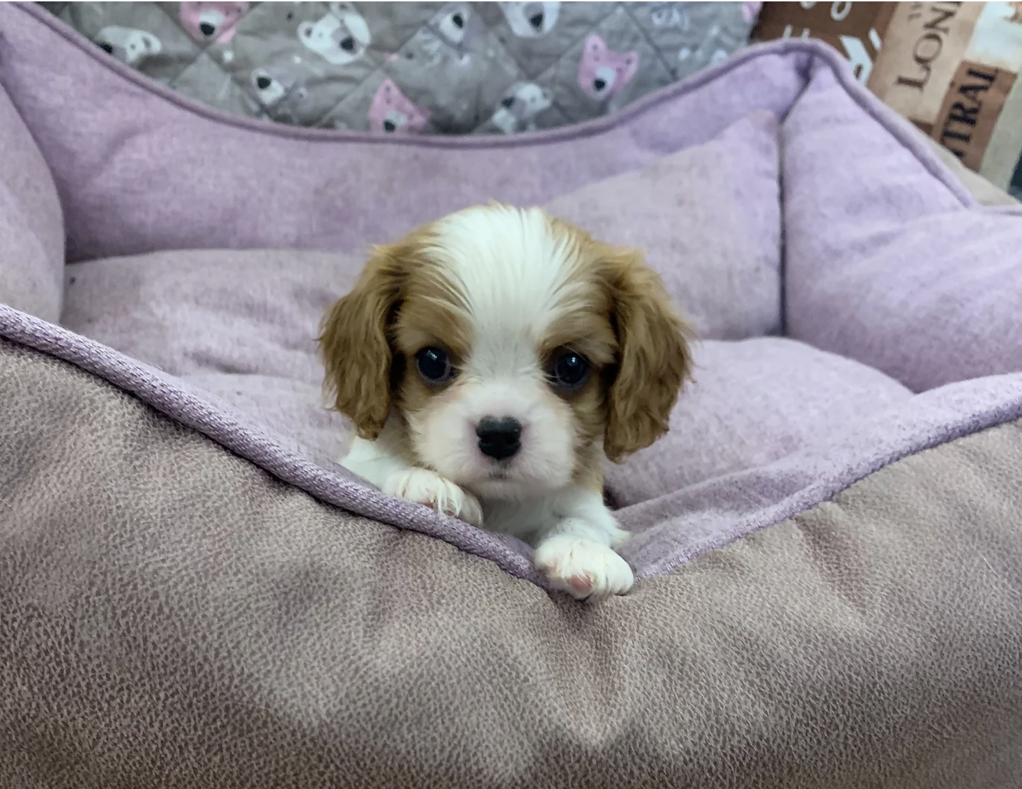 Кинг чарльз спаниель. Сайт кавалер. Кавалер кинг чарльз спаниель. Кавалер-кинг-чарльз-спаниель на охоте. Кавалер кинг чарльз спаниель.