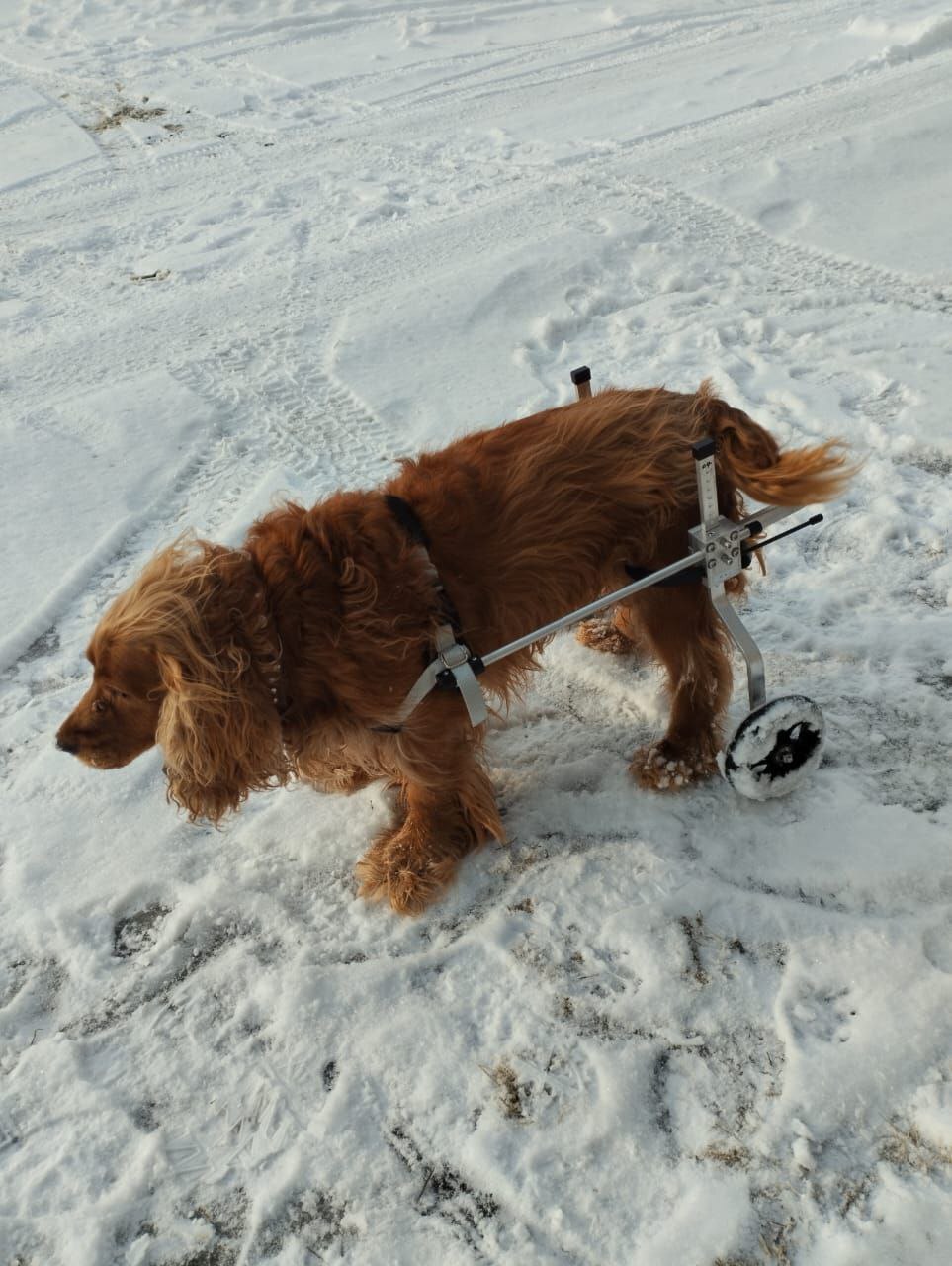 Kleiner Hund mit Mobilitätshilfe