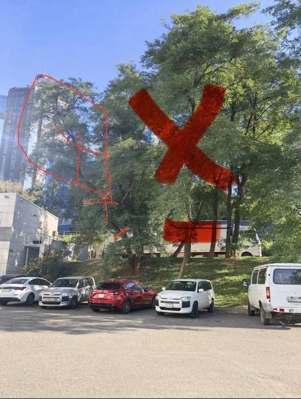 Дерево на участке до спила по частям