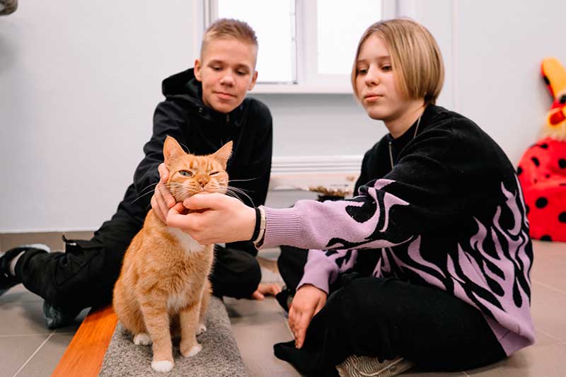 Общение детей с кошками в «Корпорации кошек», Мончегорск
