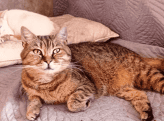 Кошка Плюшка