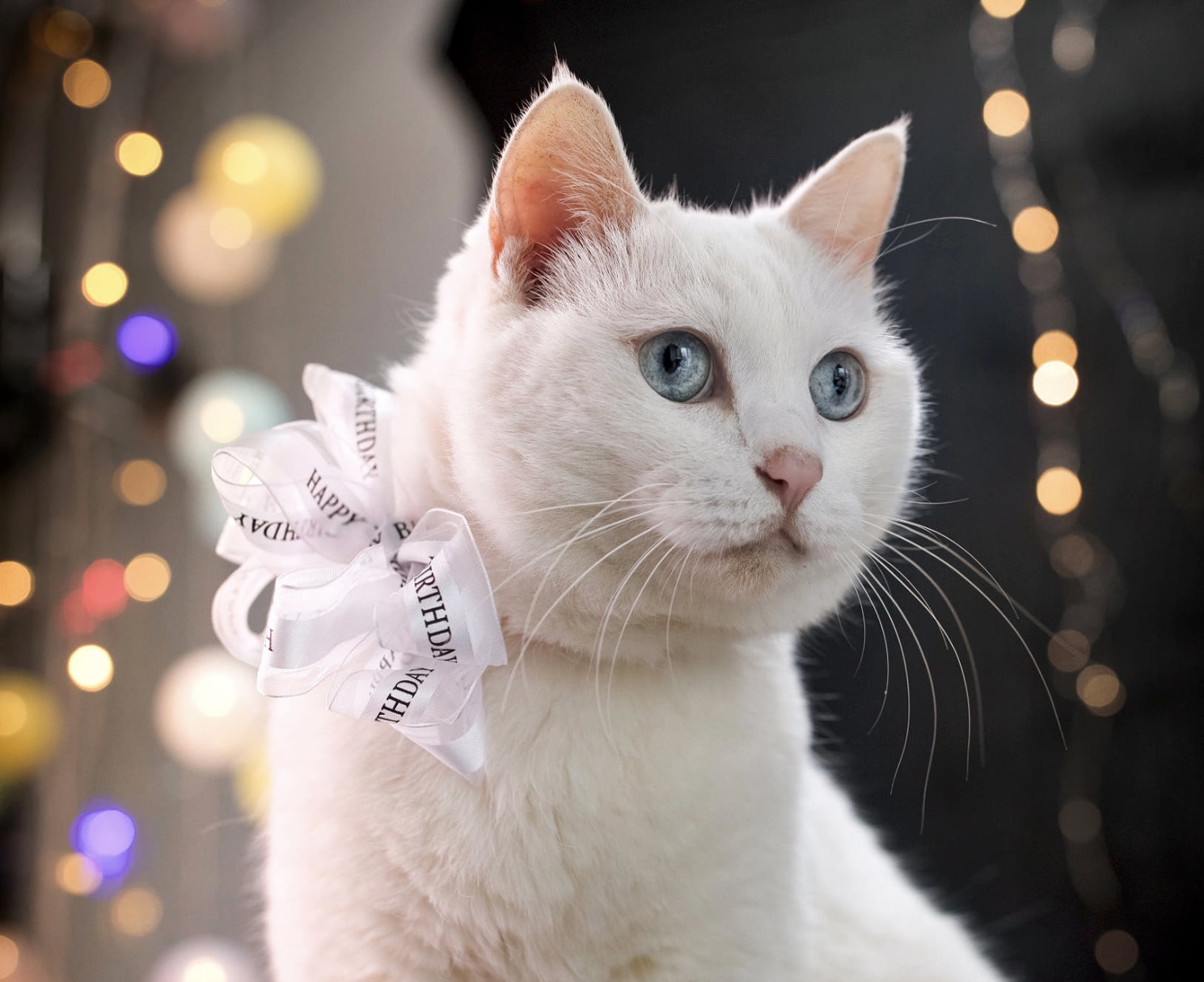 Белый кот