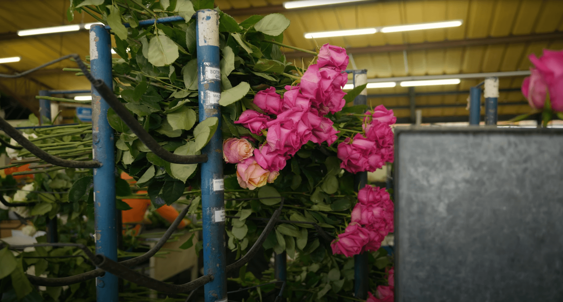 Одни из лучших роз Эквадора от плантации Agri Rose