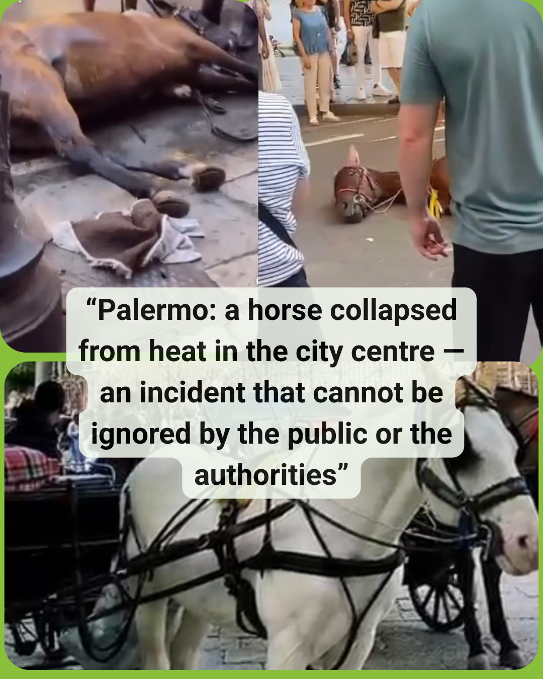 Horse collapsed on hot asphalt in the center of Palermo, tourist carriage nearby
