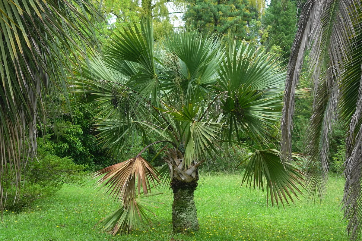 Пальмы сочи фото и названия Palm Tree Landscaping in New Orleans Ponseti Landscaping