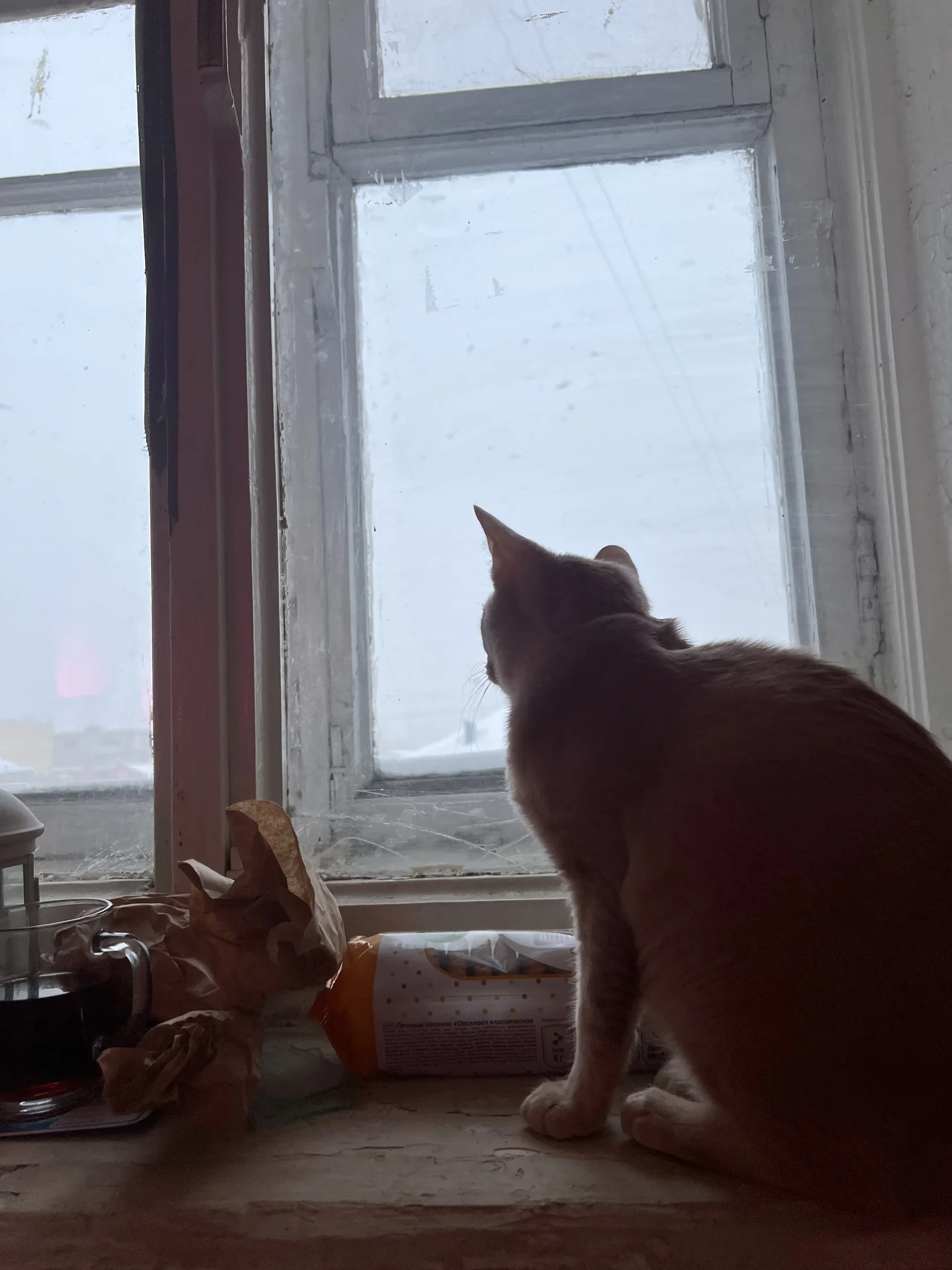 Задумчивая кошка смотрит в окно - владельцы которой заботятся о профилактике стресса экономят на лечении