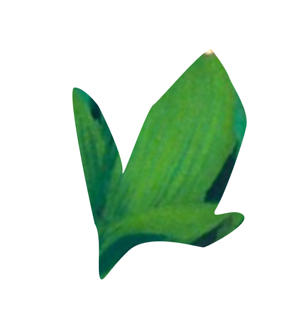 a leaf