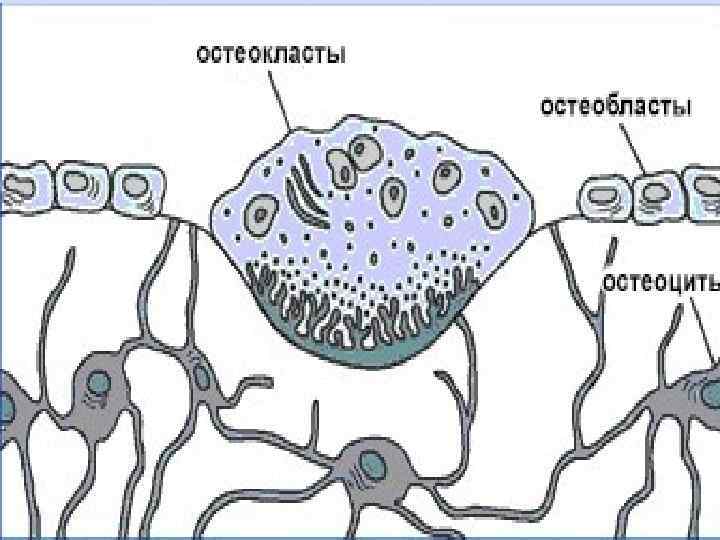 Схема строения остеобласта
