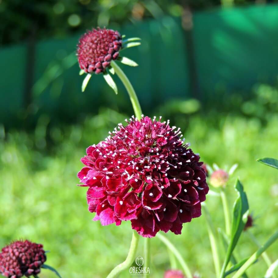 Seeds of Scabiosa (Scabiosa) — 30 pcs
