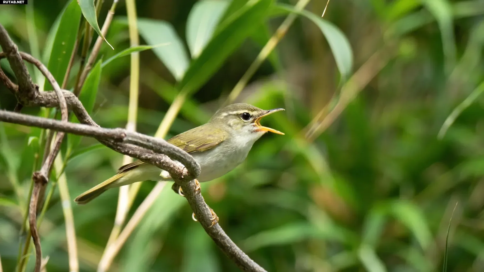 Поющий самец токарской пеночки (Phylloscopus tokaraensis) на острове Наканосима, архипелаг Токара, июнь 2017 года. Фото: Пер Альстрём, Уппсальский университет 
