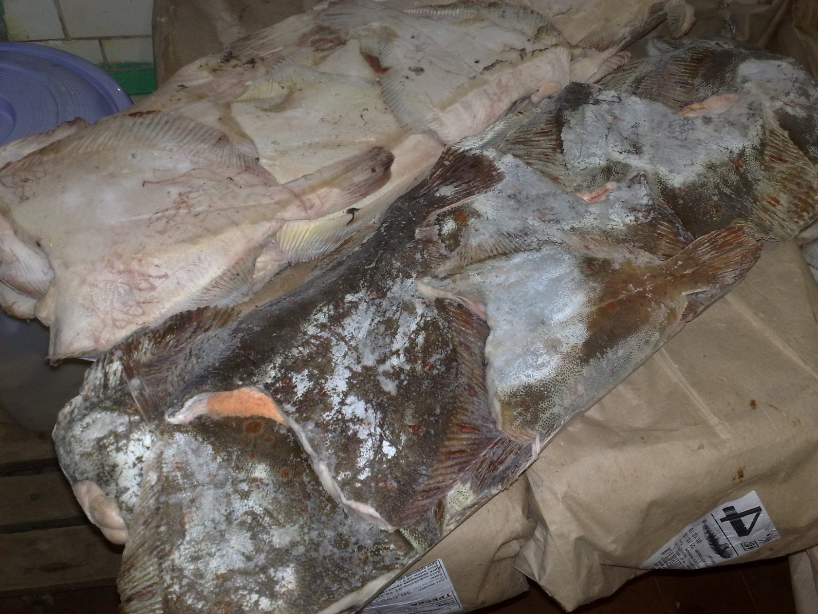 камбала андег тара 4