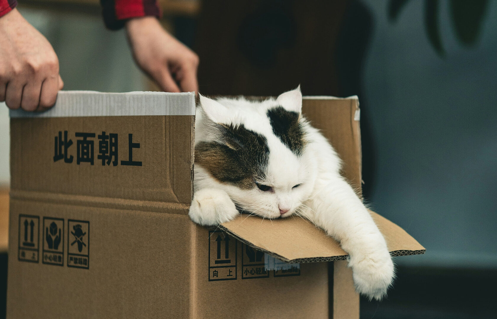 Кот в картонной коробке