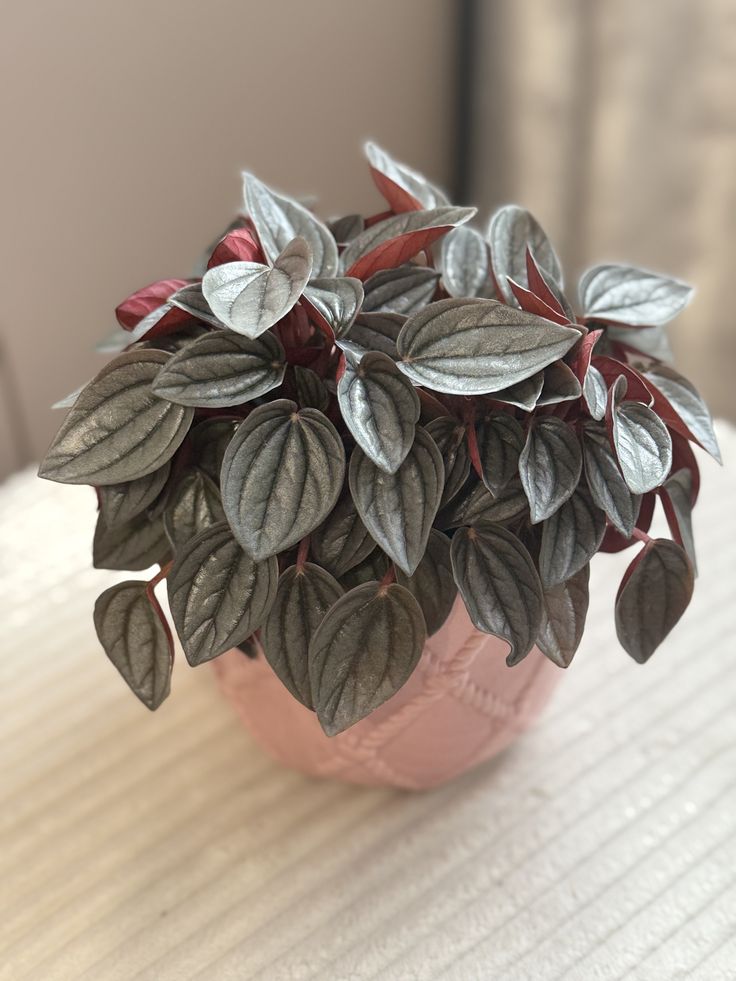 Succulent in ceramic pot
